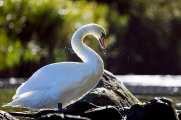 white swan in the water © Jesper
