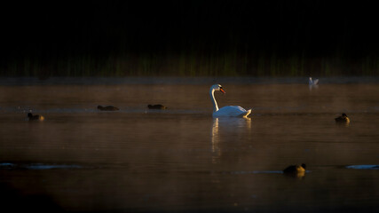 swan on the lake © Jesper