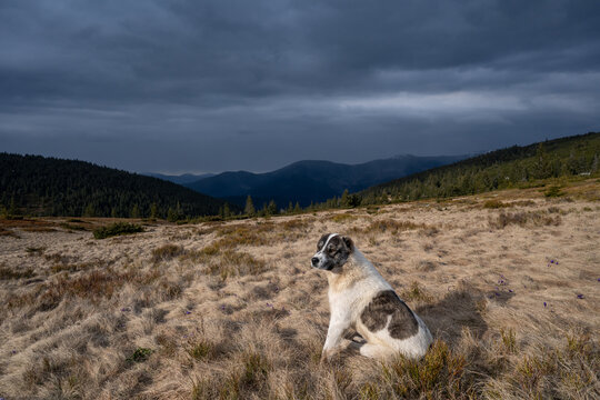 Big dog in grass in mountains on early spring landscape