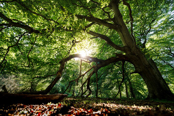 sun shining through trees