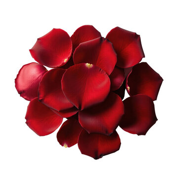 Scattered deep red rose petals, isolated on transparent background