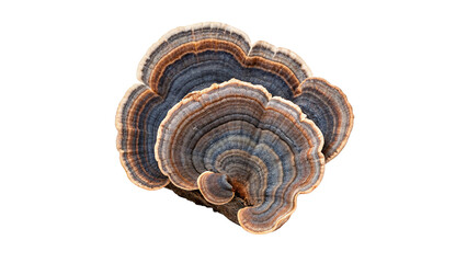 Turkey tail mushroom trametes versicolor fungus isolated on dark background © James