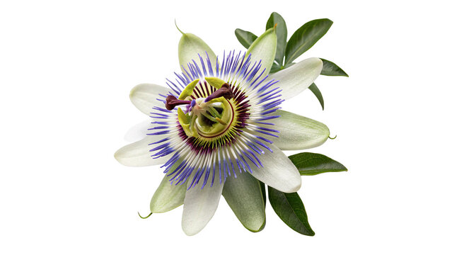 Passiflora passion flower blossom top view isolated on dark background