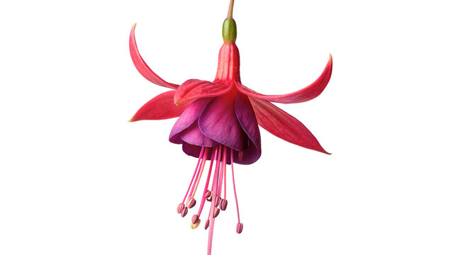Beautiful pink fuchsia flower blossom isolated on dark background
