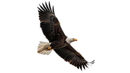 Obraz premium Majestic wild bald eagle bird flying wings spread isolated on transparent background.