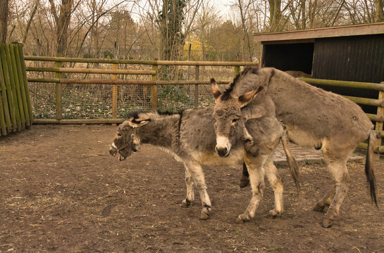 Two Donkeys Mating in an Outdoor Enclosure Paddock