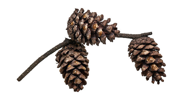 Isolated natural tree branch with three brown pine cones, detailed and vibrant seasonal objects.