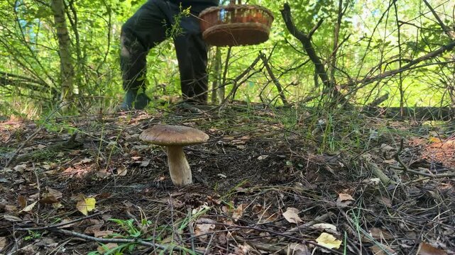 Picking mushrooms in the forest. Selective focus.