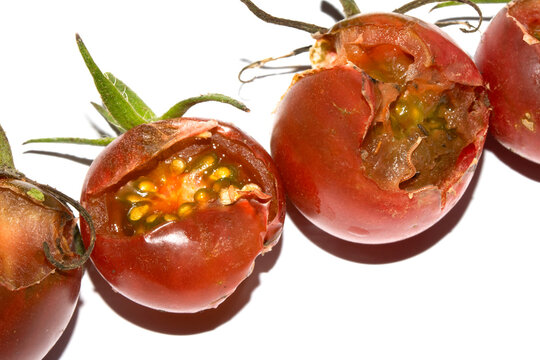 Split Broken Decaying Bad Cherry Tomatos Food Waste Climate Change