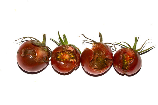 Split Broken Decaying Bad Cherry Tomatos Food Waste Climate Change