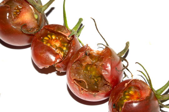 Split Broken Decaying Bad Cherry Tomatos Food Waste Climate Change