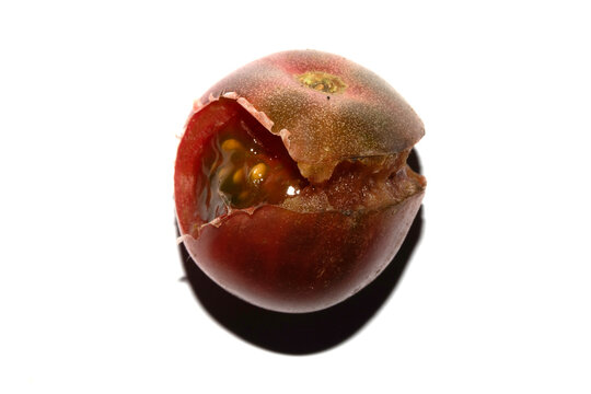Split Broken Decaying Bad Cherry Tomatos Food Waste Climate Change