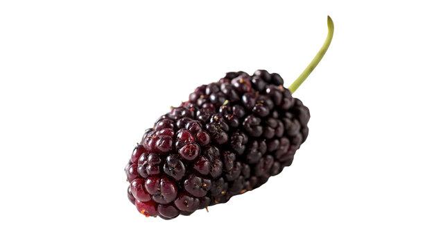 Single fresh dark purple mulberry fruit isolated on dark background