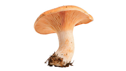 Single wild chanterelle mushroom isolated on dark background © Evie
