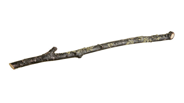 Isolated long dry weathered tree branch or rustic wooden stick with natural bark texture