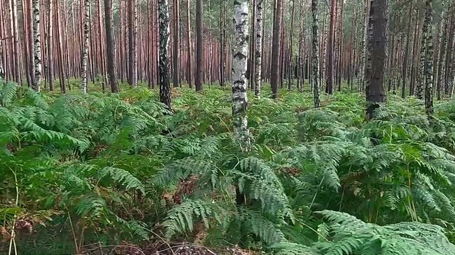 Wideo przedstawia spacer po sosnowym lesie. Wśr&oacute;d sosen widać pojedyncze brzozy. Ziemia pokryta jest rosnącymi gęsto paprociami.