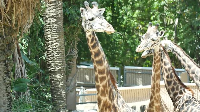 Giraffe Profile in Green Zoo Enclosure