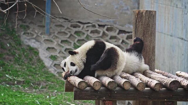 Two Giant Pandas Resting on Wooden Logs in Zoo Enclosure