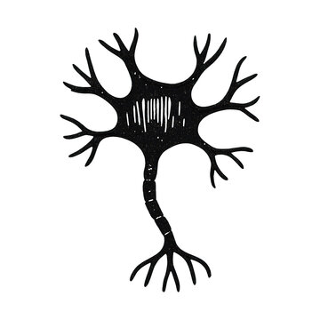 PNG Detailed neuron illustration design.