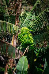 banana tree in the garden © Валерия Варакушина