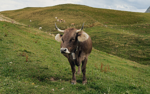 Brown cow with cowbell facing camera on a green alpine hillside