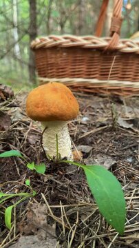 Picking mushrooms in the forest. Selective focus.