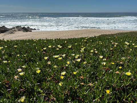 Blooming Flowers By The Ocean