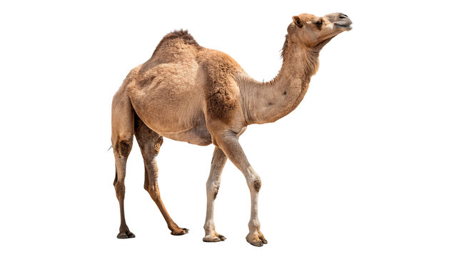 Wild adult brown camel walking in full body isolated on transparent background.