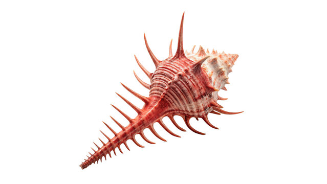 Beautiful single pink murex sea shell marine decoration isolated on transparent background.