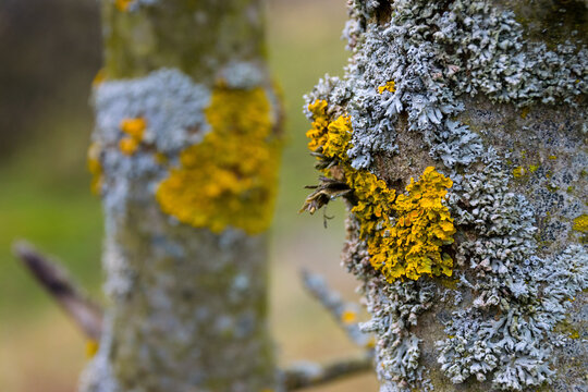 Detailed close-up view of bright yellow and gray lichen growing on tree bark