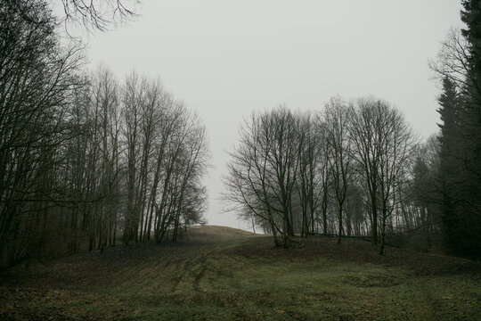 Dark atmospheric forest landscape on a cold foggy winter day without snow. Bare deciduous trees and evergreen conifers create a moody natural woodland scene.