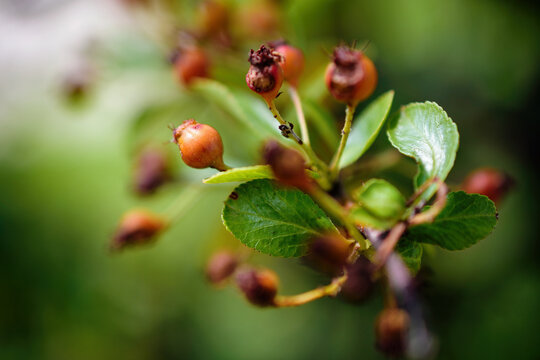 Close-up view of scarlet firethorn berries growing on a green shrub