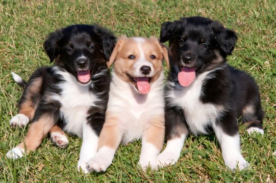 Puppies playing outdoors in a sunny park