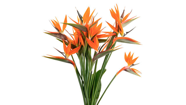 Bouquet of exotic vibrant orange heliconia bird of paradise flowers isolated on transparent background.