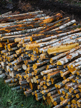 Aerial view of stacked logs representing forestry infrastructure with textured bark and cut wood ends piled on the forest floor in Rinda, Ventspils novads, Latvia.