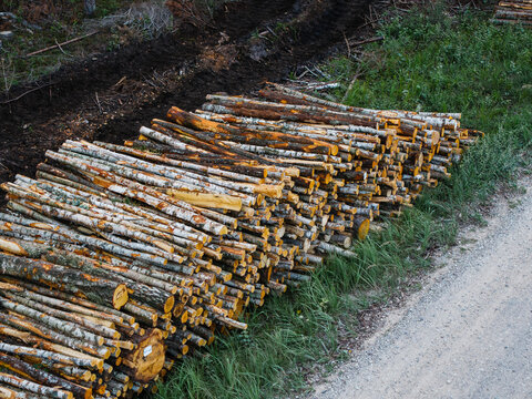 Aerial view of a large stack of freshly cut timber logs piled beside a gravel road in a forest clearing in Rinda, Ventspils novads, Latvia.