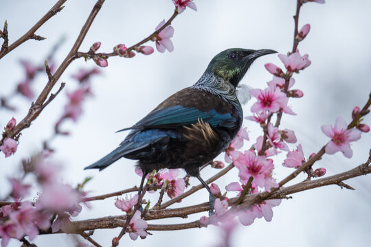 Tui bird drinking nectar from pink blossom flowers in tree