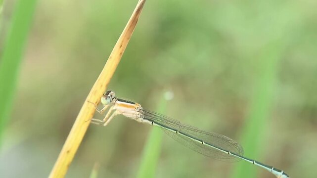 A delicate damselfly perched on a slender green blade of grass i the riverbank.  Captured in its natural freshwater habitat, highlighting wildlife and insect macro photography details