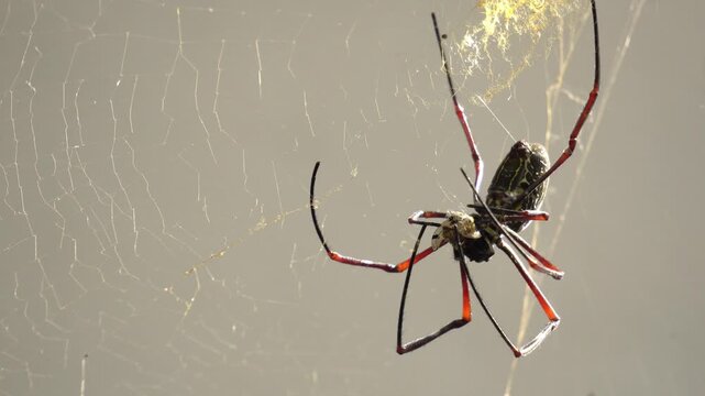Close-up of a giant golden orbweaver spider.