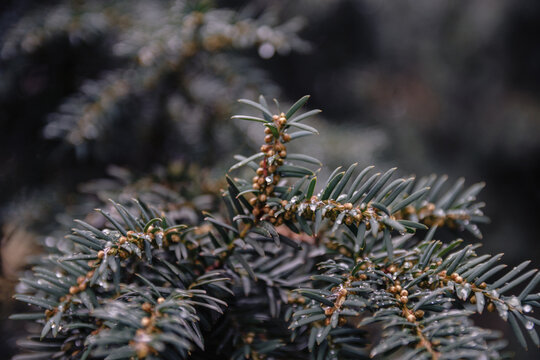 Close-up of common yew tree branches with small buds and green needles