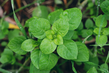Close-up of vibrant green common chickweed leaves covered in fresh morning dew drops © Radu Bighian