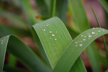 Close-up view of fresh green iris leaves covered with clear dew drops © Radu Bighian