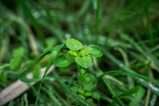 Close-up of common chickweed plant with morning dew drops on green leaves