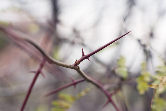 Detailed close-up shot of sharp thorns on a branch of a bush