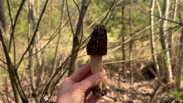 Picking mushrooms in the forest morels. Selective focus.