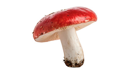 Single wild red amanita muscaria fly agaric mushroom © Archie