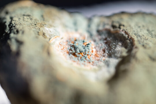 Macro close-up shot of green and white mold growing on a rotting lemon