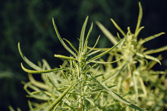 Detailed close-up view of fresh green plant leaves and stems in natural light