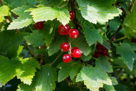 A branch of red currants with translucent ripe berries surrounded by vivid green foliage. Summer sunlight creates a warm glow on the glossy fruit skin and leaves.