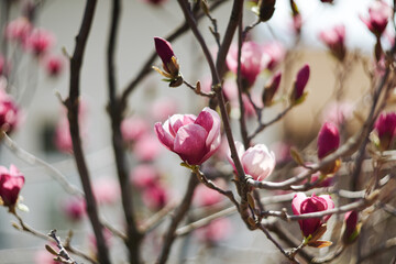 Close-up view of vibrant pink magnolia flowers blooming on tree branches in spring © Radu Bighian